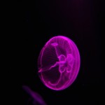 Foto Medusa efecto de la luz fucsia