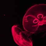 Foto Medusa efecto de la luz fucsia