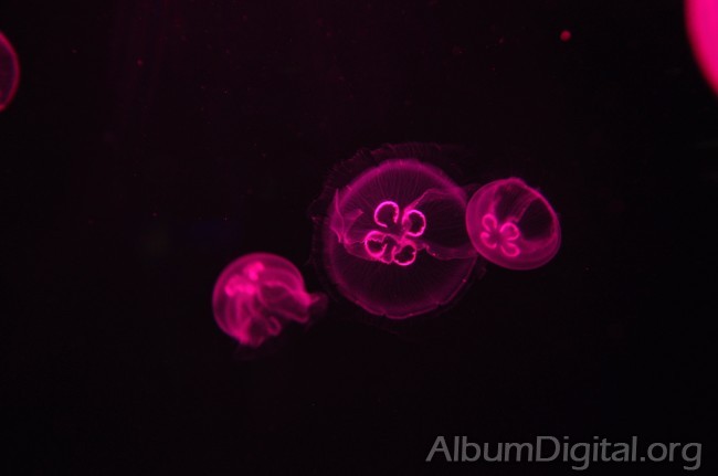 Medusa efecto de la luz lila
