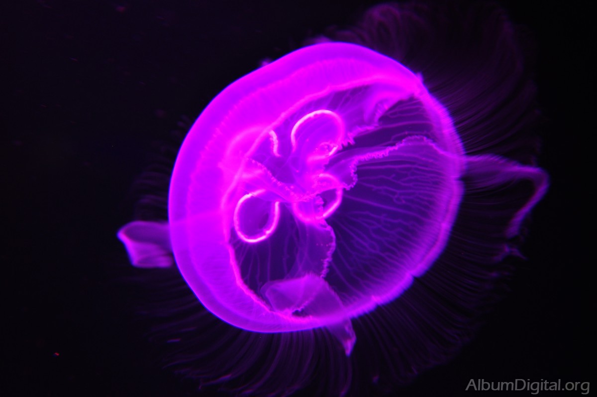Medusa efecto de la luz lila