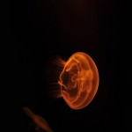 Foto Medusa efecto de la luz naranja