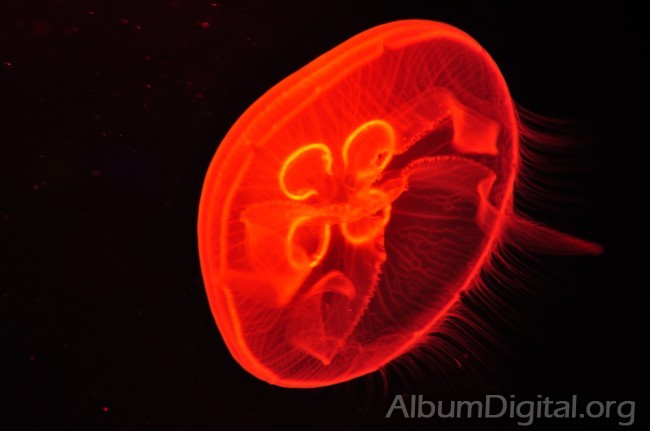 Medusa efecto de la luz naranja