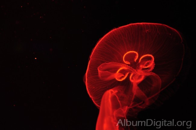 Medusa efecto de la luz naranja