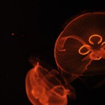 Foto Medusa efecto de la luz naranja