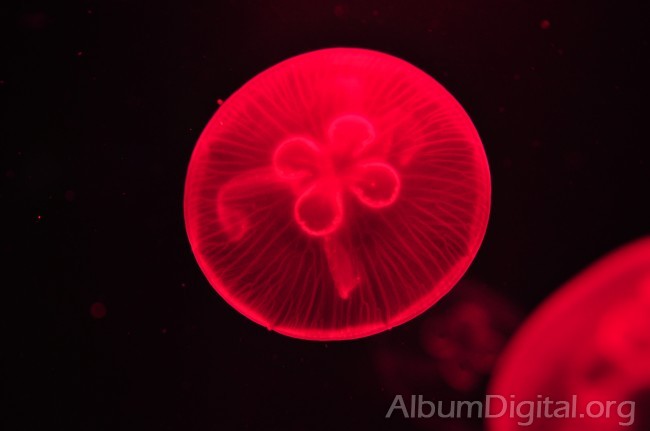 Medusa efecto de la luz roja