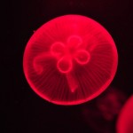 Foto Medusa efecto de la luz roja