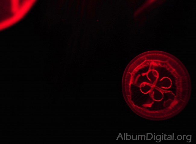 Medusa efecto de la luz rojo
