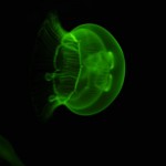 Foto Medusa efecto de la luz verde