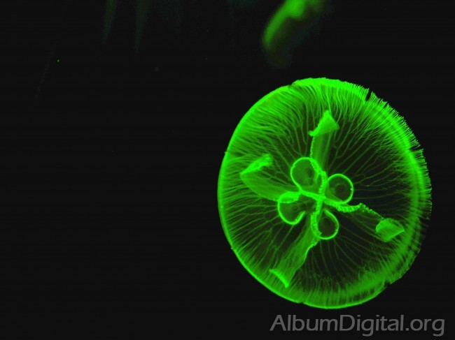 Medusa efecto de la luz verde