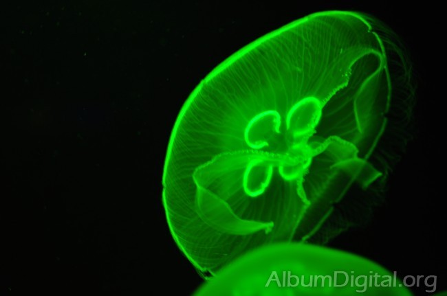 Medusa efecto de la luz verde