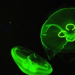 Foto Medusa efecto de la luz verde