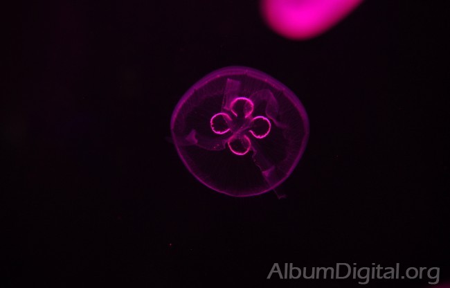 Medusa lila