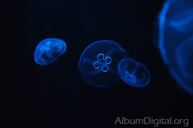 Medusas efecto de la luz azul