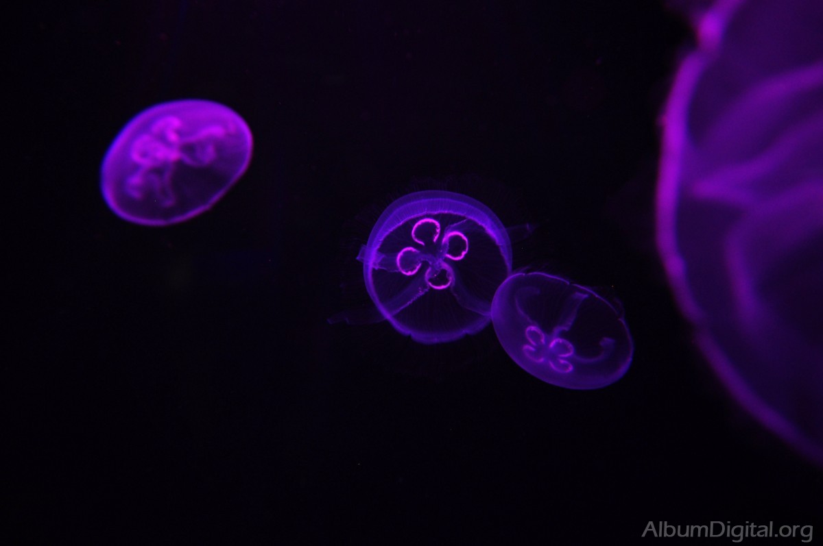 Medusas efecto de la luz lila