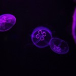 Foto Medusas efecto de la luz lila