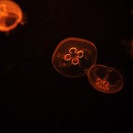 Foto Medusas efecto de la luz naranja