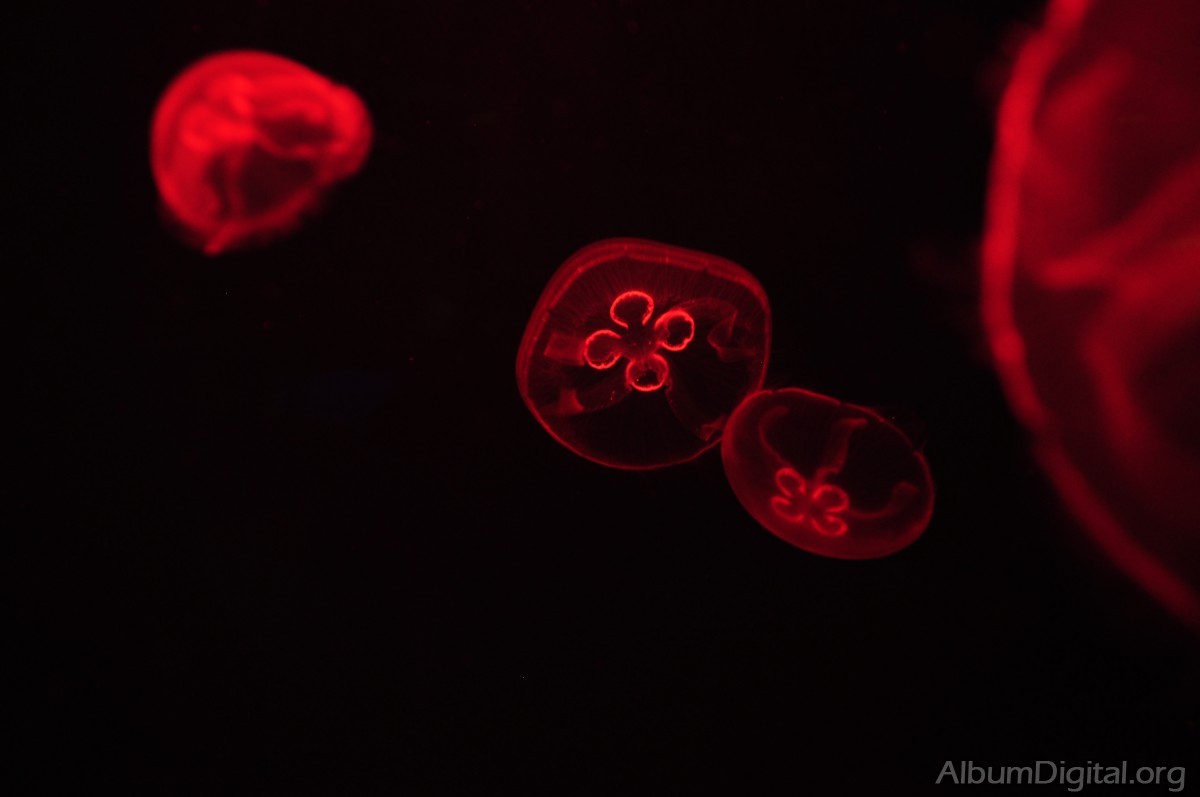 Medusas efecto de la luz roja