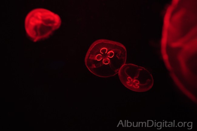 Medusas efecto de la luz roja