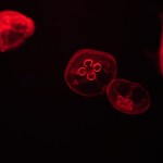 Foto Medusas efecto de la luz roja