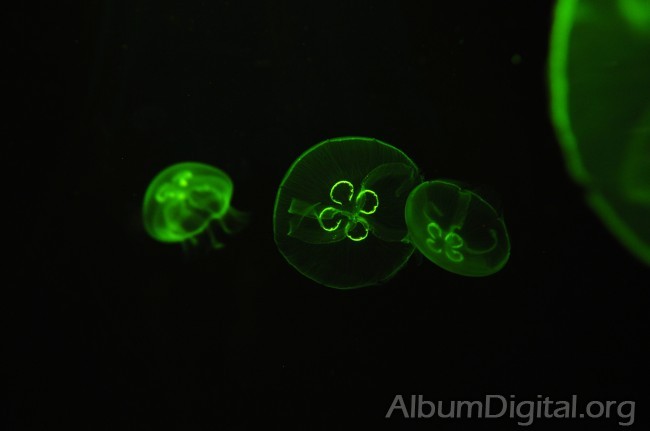 Medusas efecto de la luz verde
