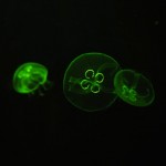 Foto Medusas efecto de la luz verde
