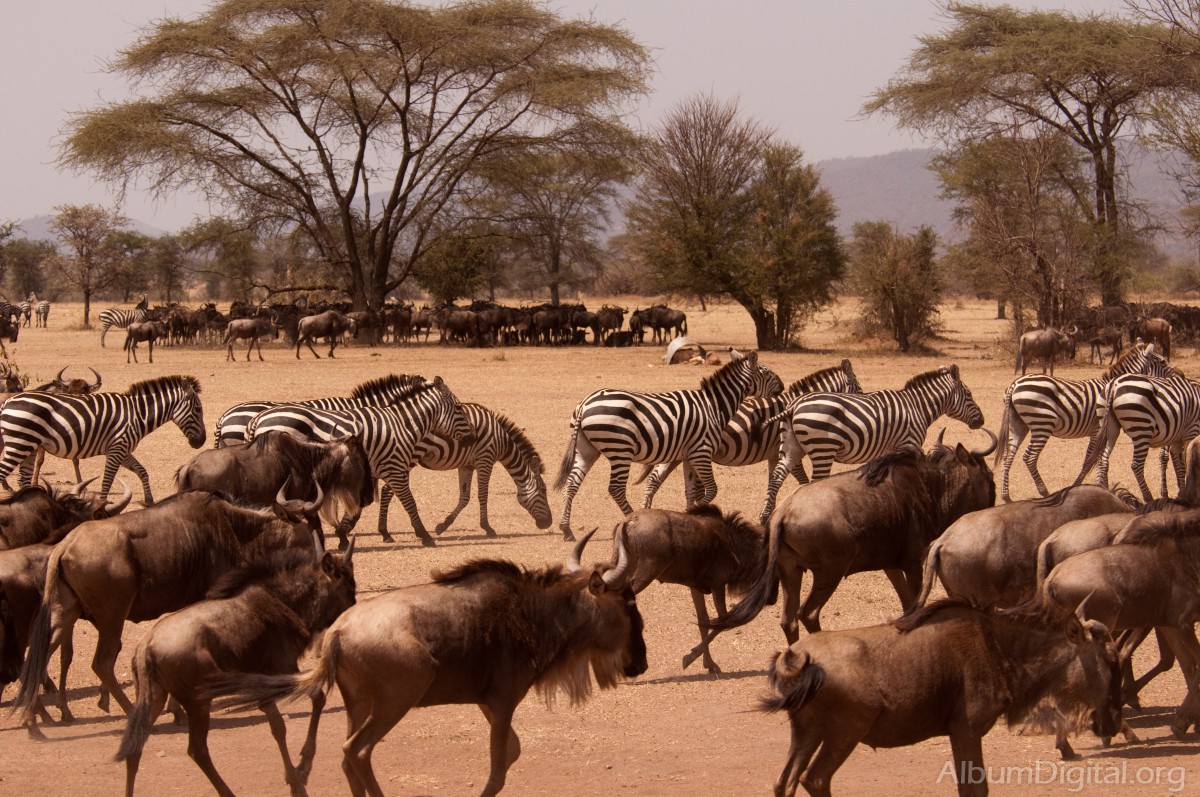 Migracion anual de los ñus y las cebras