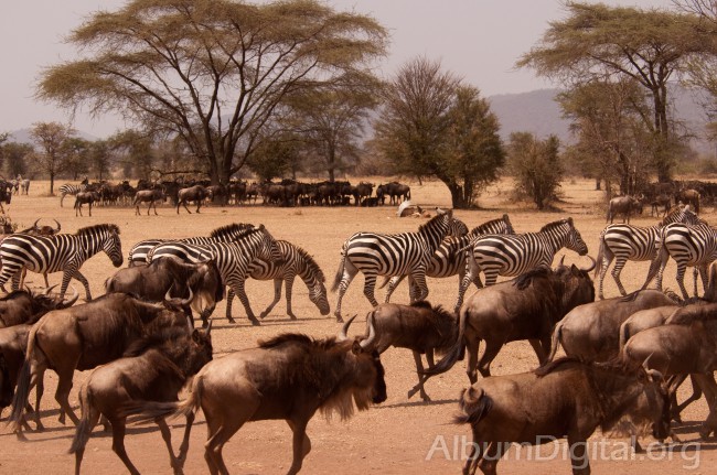 Migracion anual de los ñus y las cebras