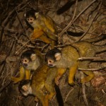 Foto Monos aulladores