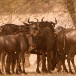 Foto Ñus del Serengueti