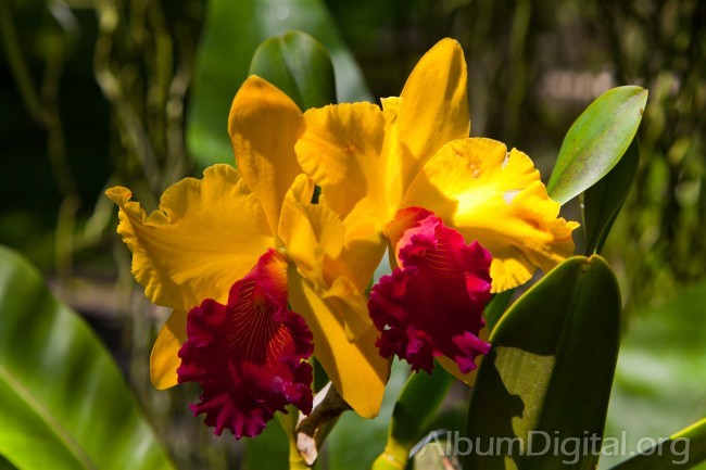 Orquidea roja y amarilla