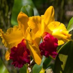 Foto Orquidea roja y amarilla