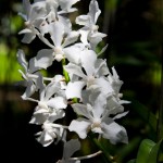 Foto Orquideas blancas