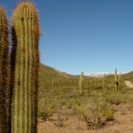 Foto Paisaje con cactus
