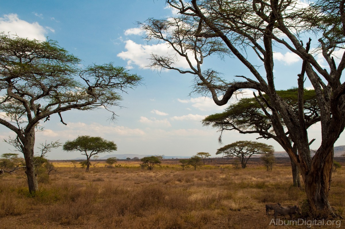 Paisaje del Serengueti
