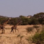 Foto Pareja de jirafas