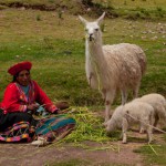Foto Pastoreando alpacas