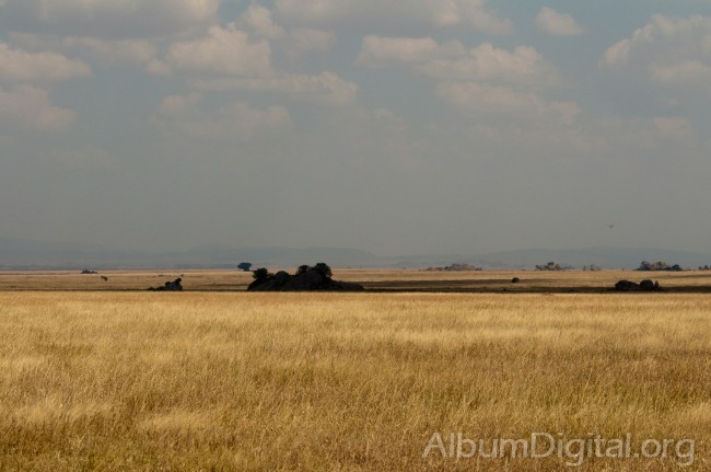 Pastos del Serengueti