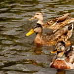 Foto Patos en el estanque