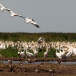 Foto Pelicanos a la orilla del lago