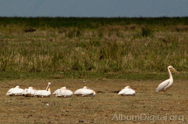 Pelicanos descansando
