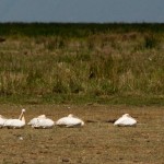 Foto Pelicanos descansando