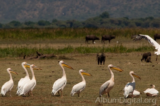 Pelicanos en el lago Manyara