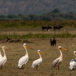 Foto Pelicanos en el lago Manyara