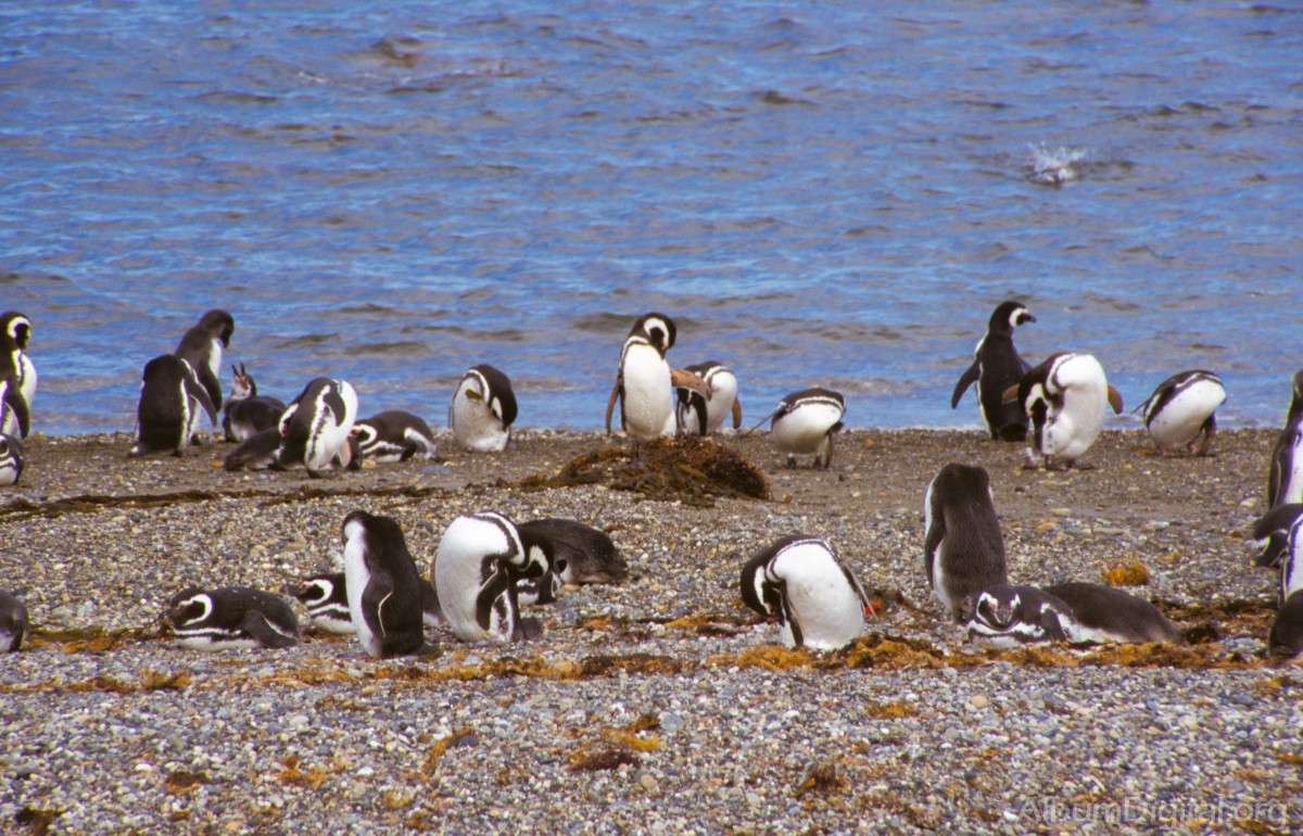 Pinguinos en Chile