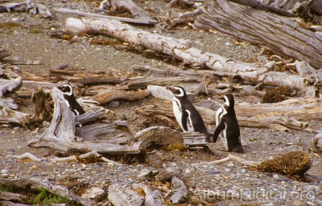 Pinguinos Punta Arenas Chile