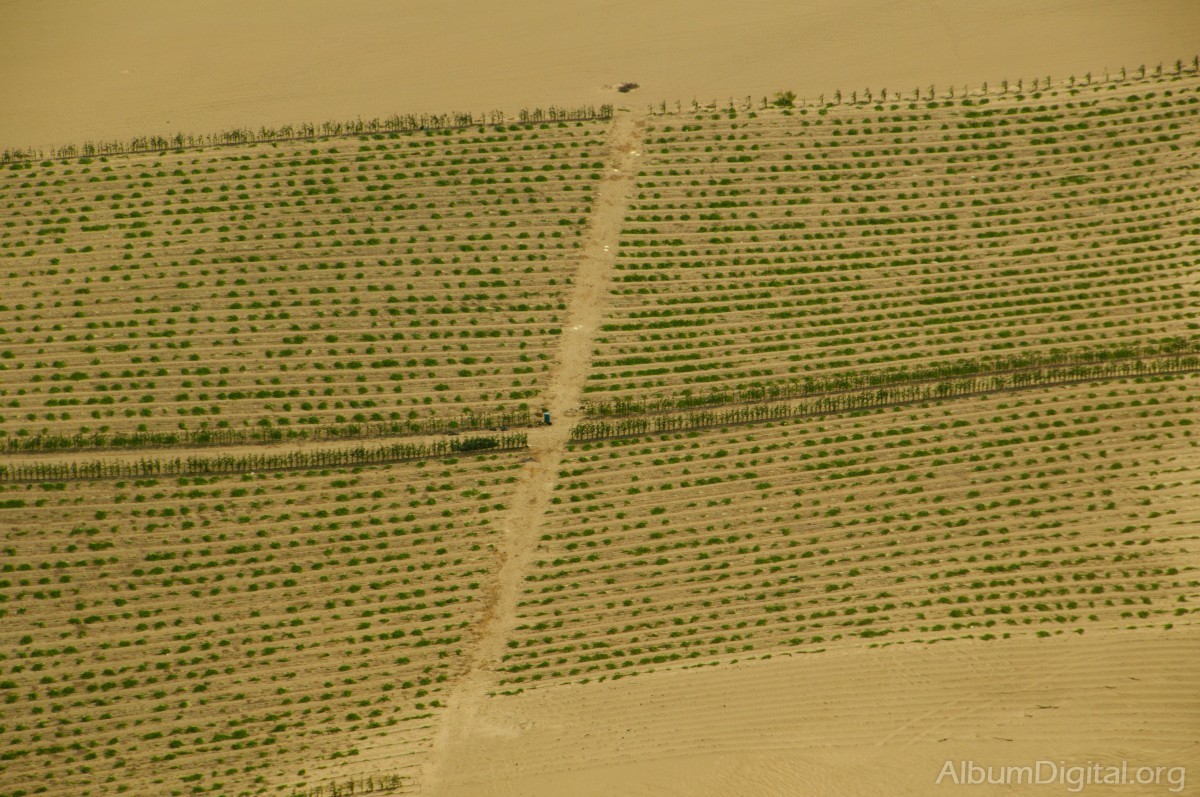Plantacion en Nazca