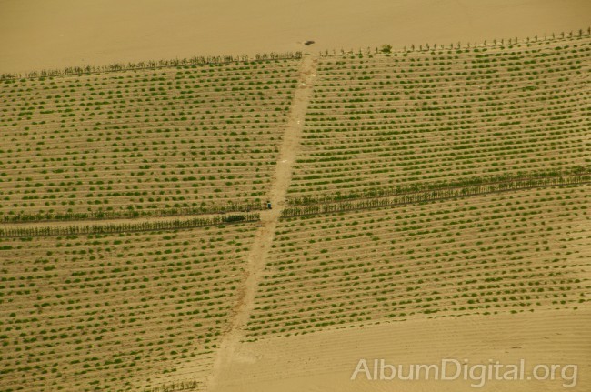 Plantacion en Nazca