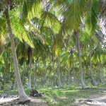 Foto Playa con palmeras