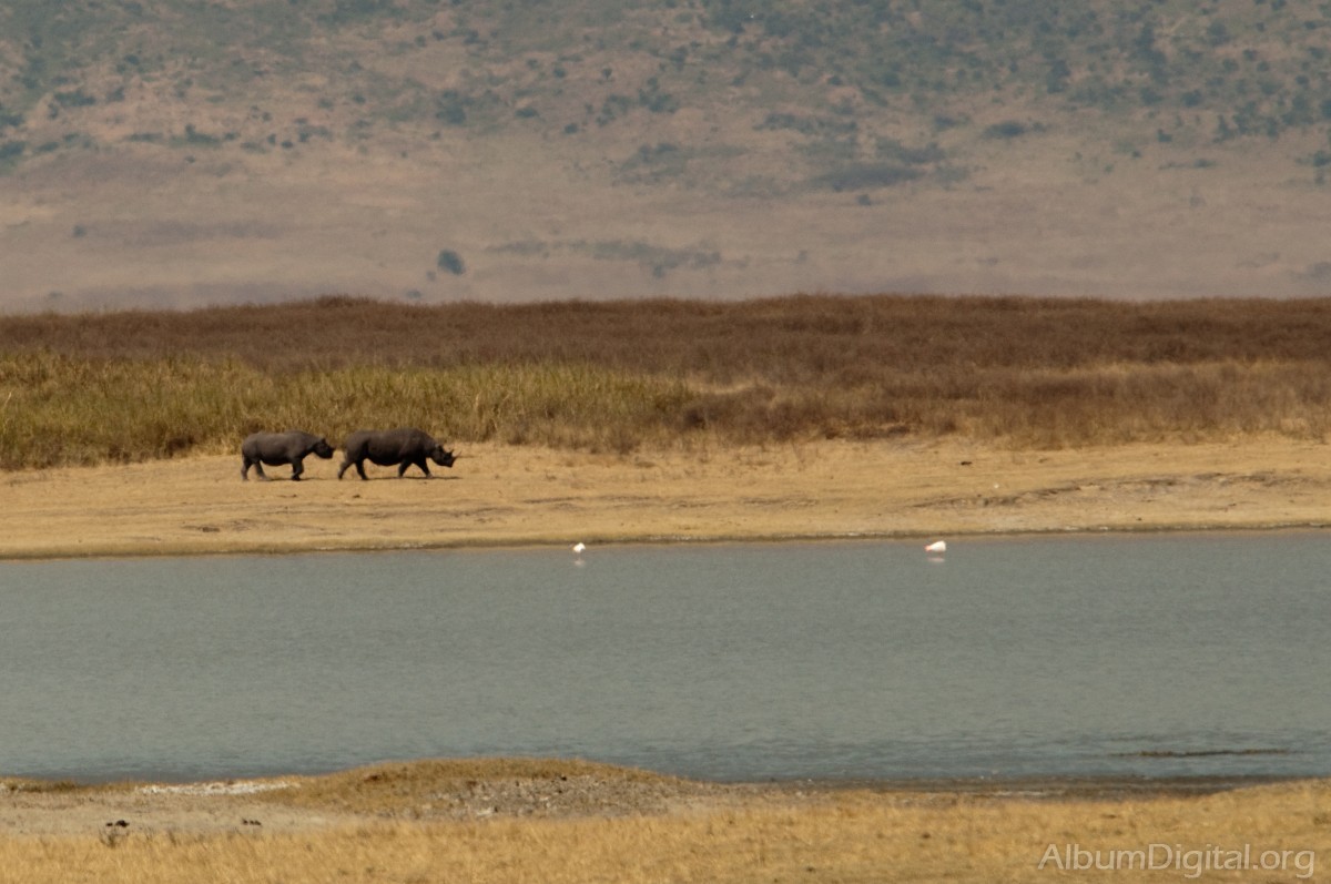 Rinocerontes en el lago
