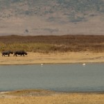 Foto Rinocerontes en el lago